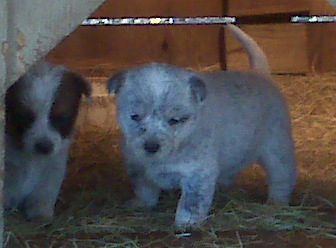 Hairy Dawg x Madonna litter 2-1-10