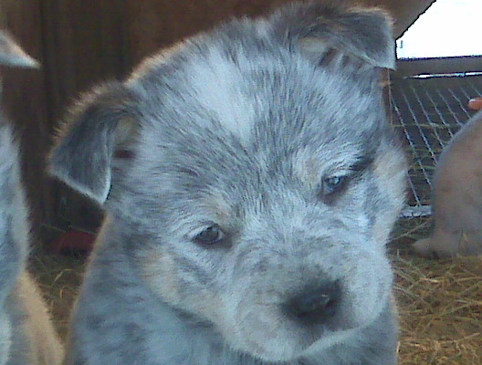 Hairy Dawg x Madonna litter 2-13-10