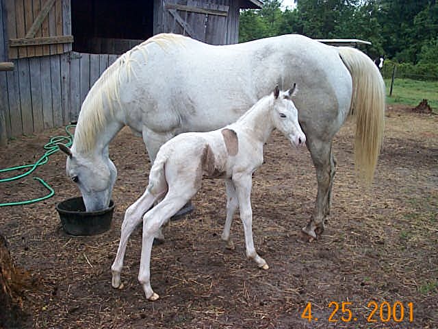 Blue and her filly