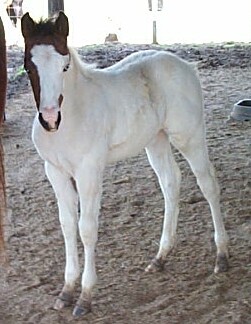Coco 2005 filly