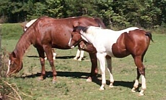 Coco&High filly