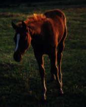 Coco as a weanling