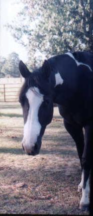 Cookie in 2000, as a yearling