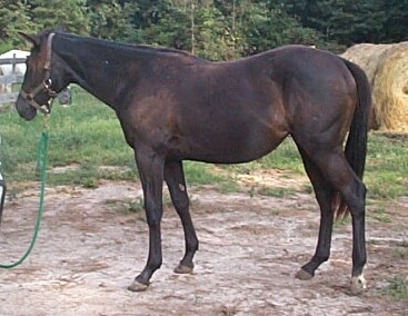 High filly 2003