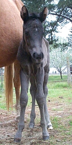 High filly 2003