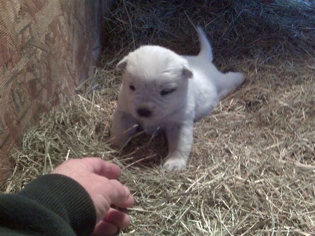 Hairy Dawg x Madonna litter 2010 2 1/2 weeks old