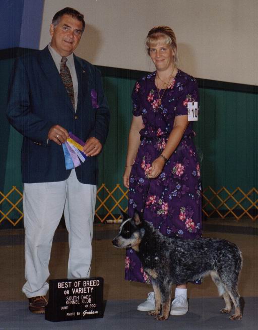 Best of Breed at Greater Miami Kennel Club