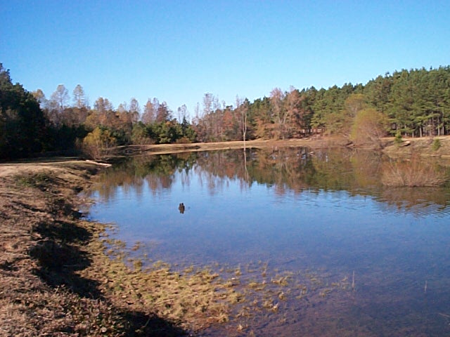 Timber Ranch's pond