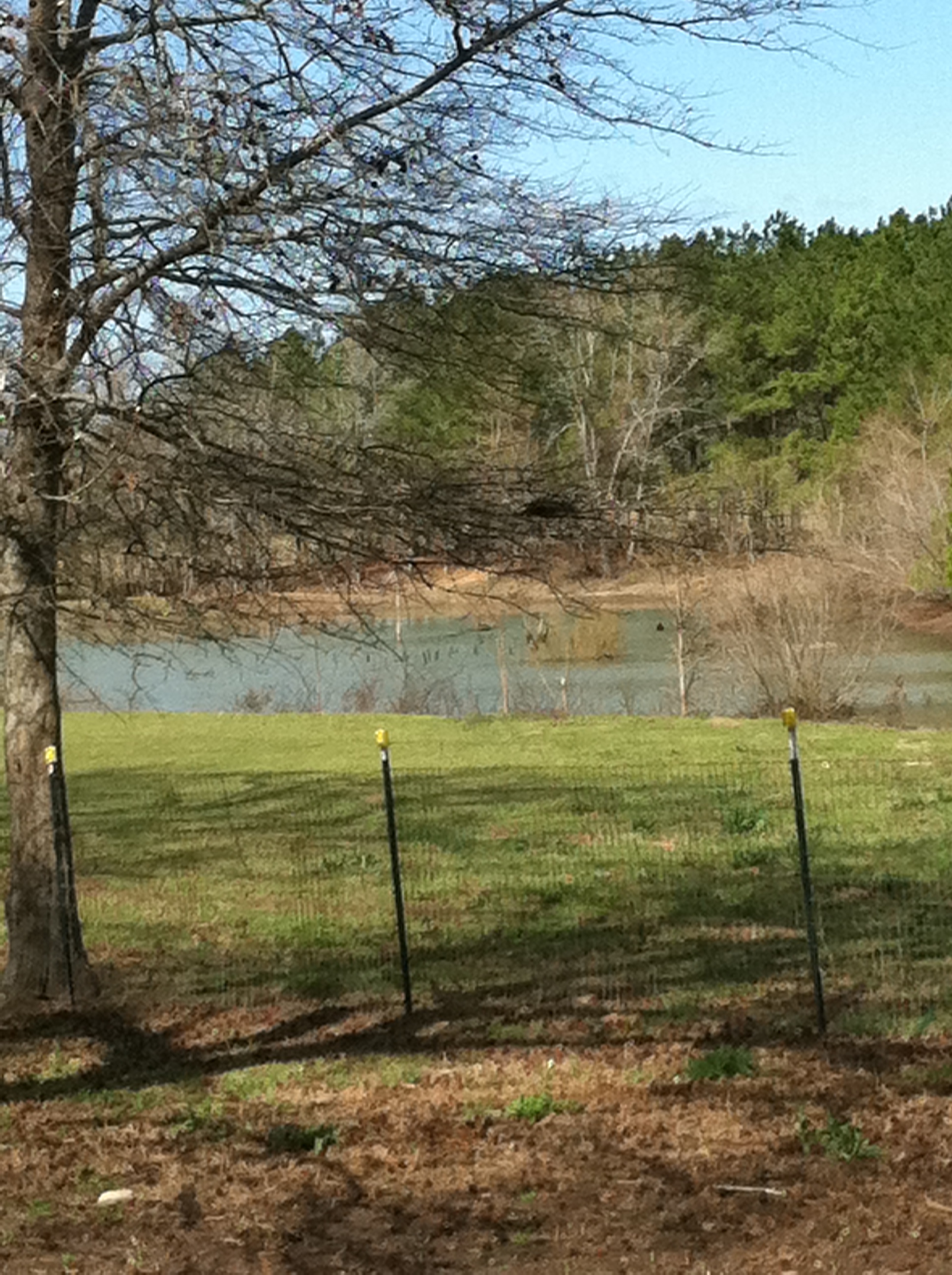 pond 2011