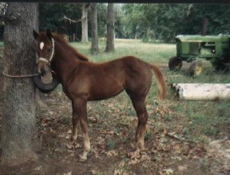 Sally as a weanling