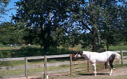 Timber Ranch stallion & broodband