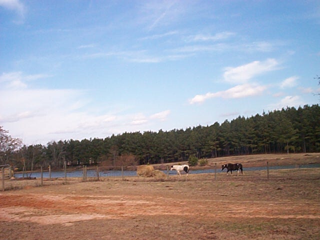 Timber Ranch