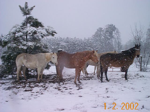 Snow -New Year's 2002