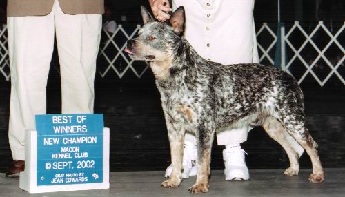 Best of Winners at Macon Kennel Club