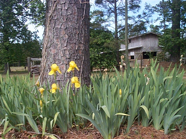 Timber yard