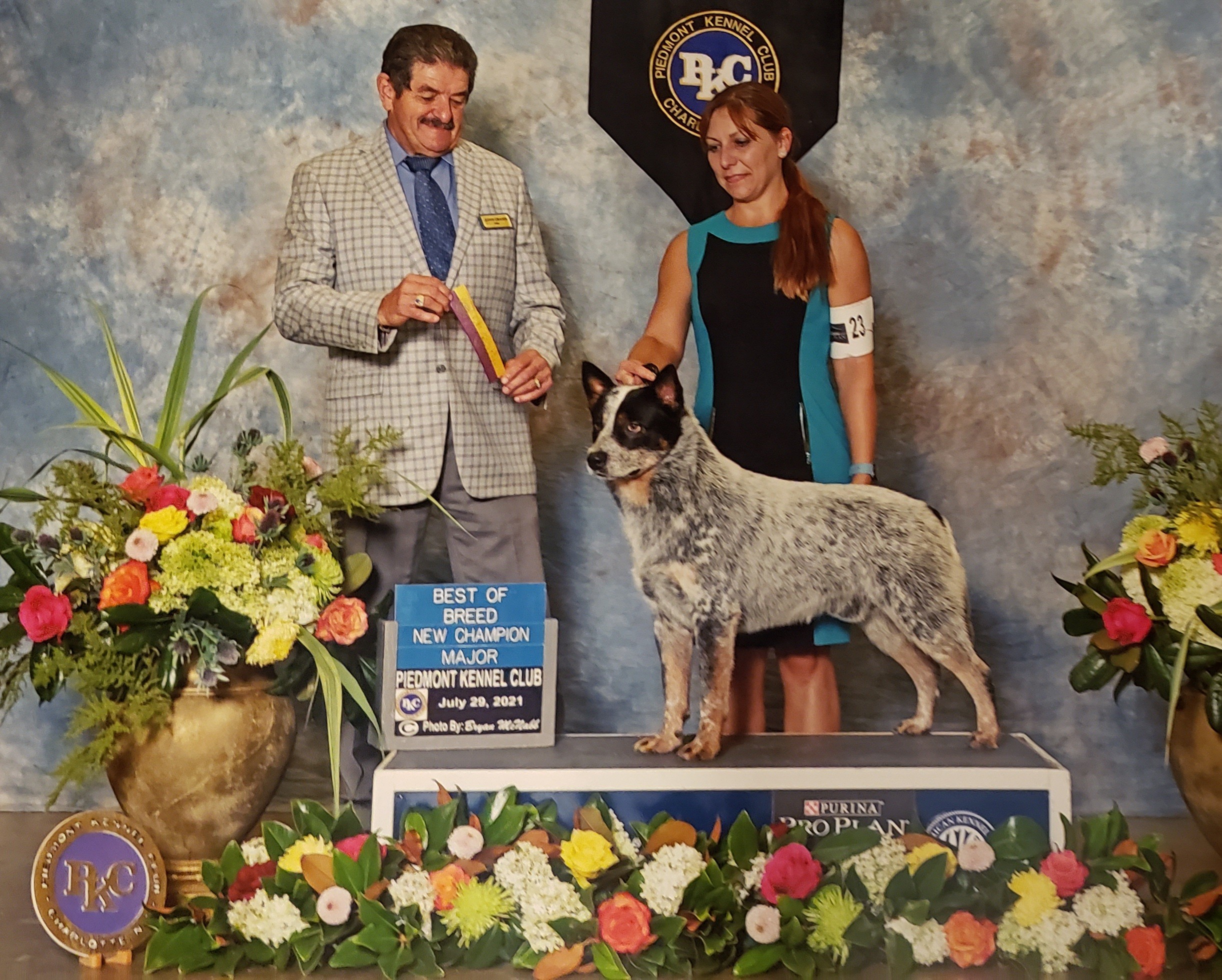 Championship Pics - Timber Kennels Australian Cattle Dogs